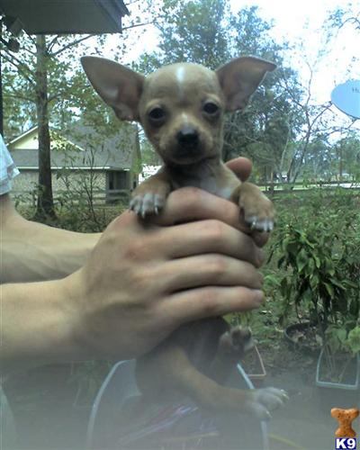 Chihuahua Puppies in TX