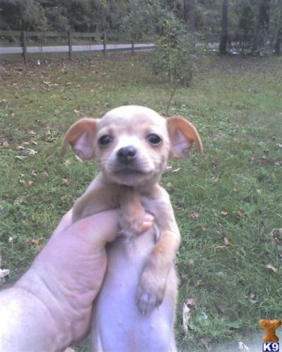 Chihuahua Puppies in TX