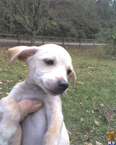 Chihuahua Puppies in TX