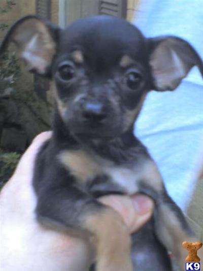 Chihuahua Puppies for Sale