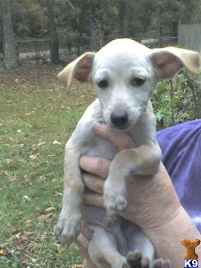 Chihuahua Puppies in TX