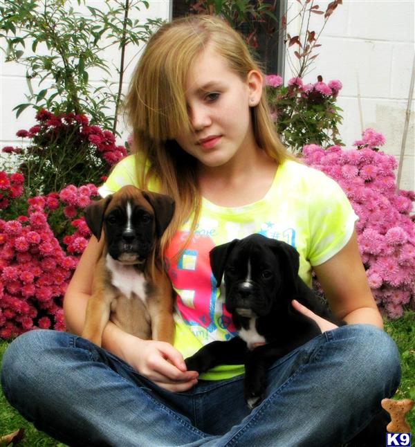 Locate Boxer Puppies for Sale in Ohio