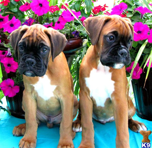 Locate Boxer Puppies for Sale in Ohio