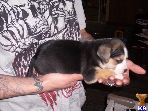 Bull Terrier Puppies