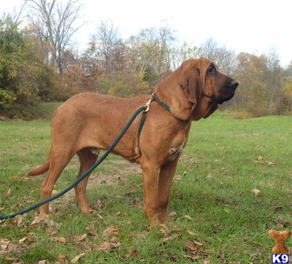 Stud Dogs in IN