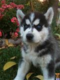 Puppies for Sale
