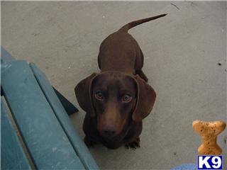 Stud Dogs - Dachshund