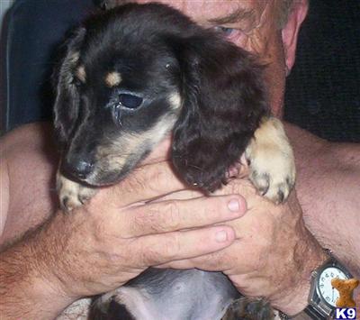 Dachshund Puppies for Sale