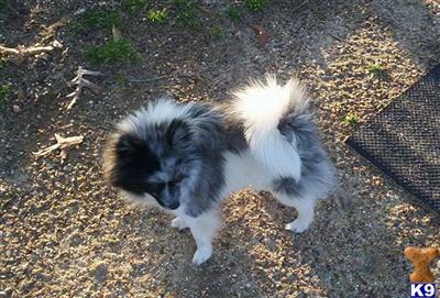 Stud Dogs - Pomeranian