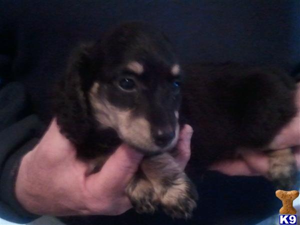 Dachshund Puppies