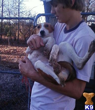 Puppies for Adoption