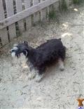 Schnoodle