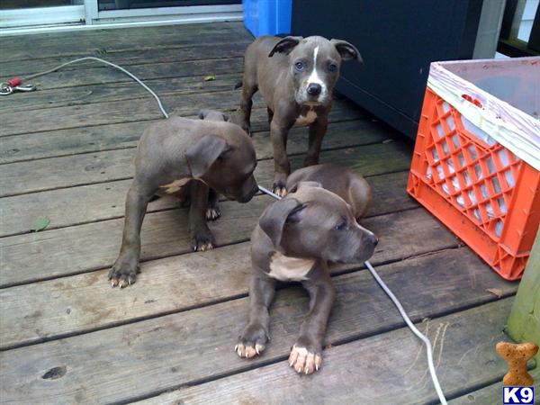 Puppies in Bolingbrook