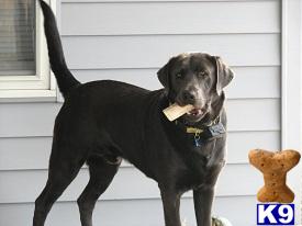 Stud Dog
