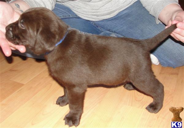 Puppies in NH