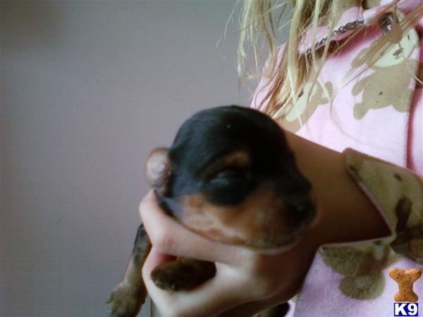 Puppies in Algonquin