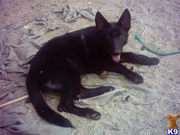 Wolf Dog Puppies