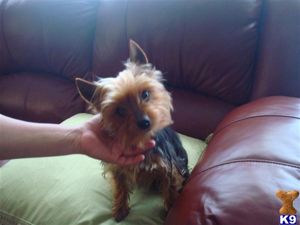 Dogs - Yorkshire Terrier