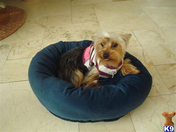 Dogs - Yorkshire Terrier
