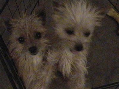 Dogs for Sale in IA
