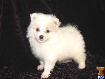 American Eskimo Dog Puppies for Sale
