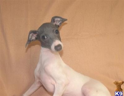 Puppies in KS