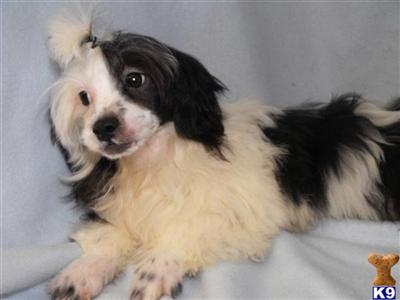 Maltese Puppies for Sale