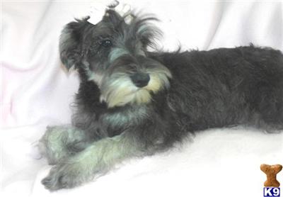 Miniature Schnauzer Puppies for Sale