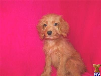 Puppies in KS