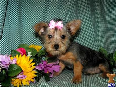 Puppies in KS