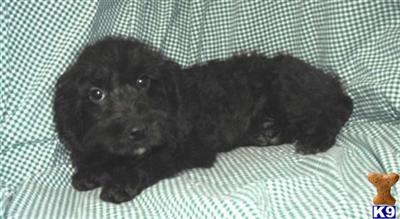 Puppies in KS