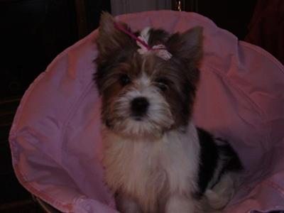 Biewer Yorkshire Terriers Puppies for Sale