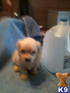 Maltese Puppies in TX