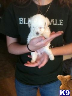 Maltese Puppies in TX