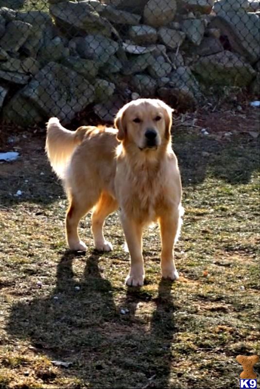 Stud Dogs in RI