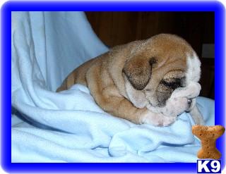 English Bulldog Puppies in OH