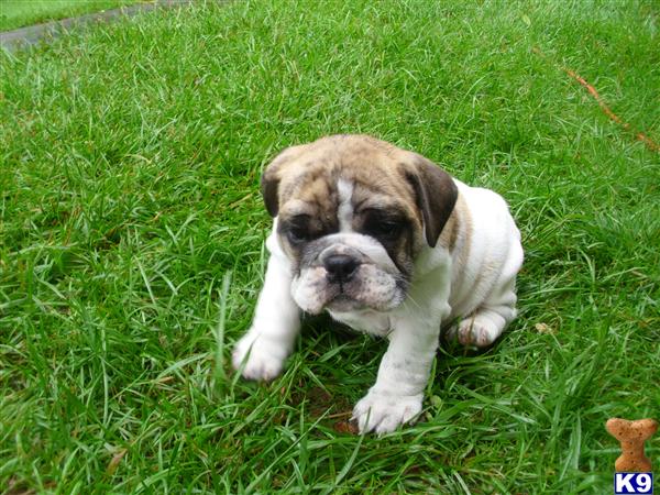 English Bulldog Puppies in OH