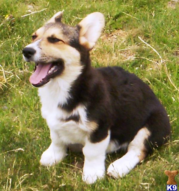 Dogs for Sale in WA