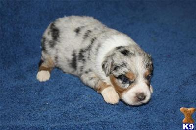 Puppies in MO