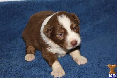 Puppies in MO