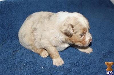 Puppies in MO