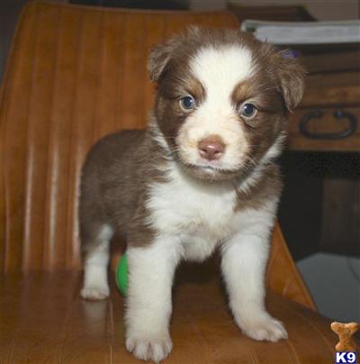 Miniature Australian Shepherd Puppies for Sale