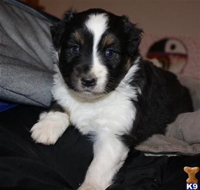Miniature Australian Shepherd Puppies for Sale