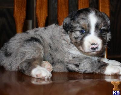 Miniature Australian Shepherd Puppies for Sale