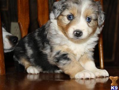 Miniature Australian Shepherd Puppies for Sale