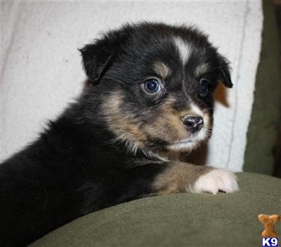 Miniature Australian Shepherd Puppies for Sale
