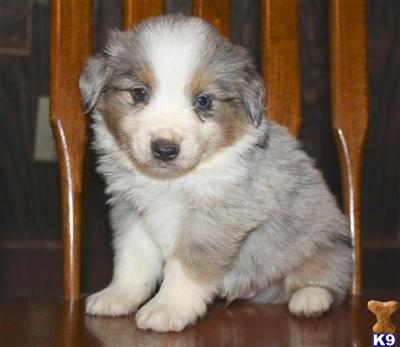 Miniature Australian Shepherd Puppies for Sale