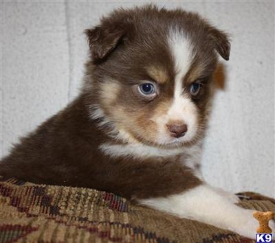 Miniature Australian Shepherd Puppies for Sale