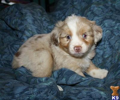 Miniature Australian Shepherd Puppies for Sale