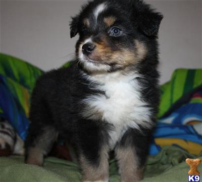 Miniature Australian Shepherd Puppies for Sale
